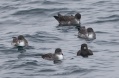 Pink-footed & Flesh-footed Shearwaters